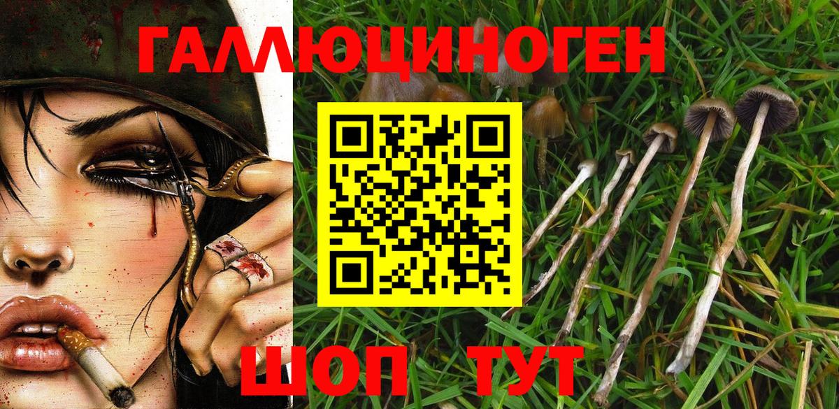 Псилоцибиновые грибы Psilocybine cubensis Артёмовский